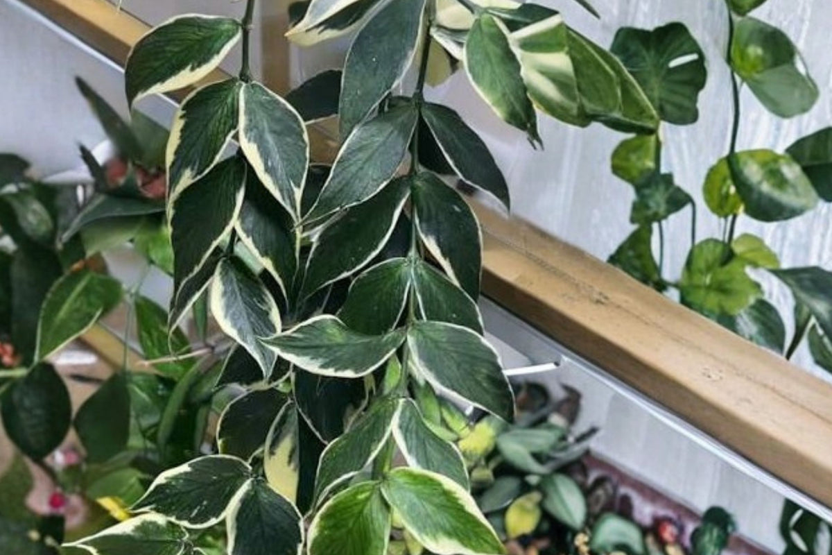 Hoya Polyneura ‘Jasminka’ Live Plant, Fully Rooted Cutting, Rare Collector Hoya, Fishtail Wax Plant