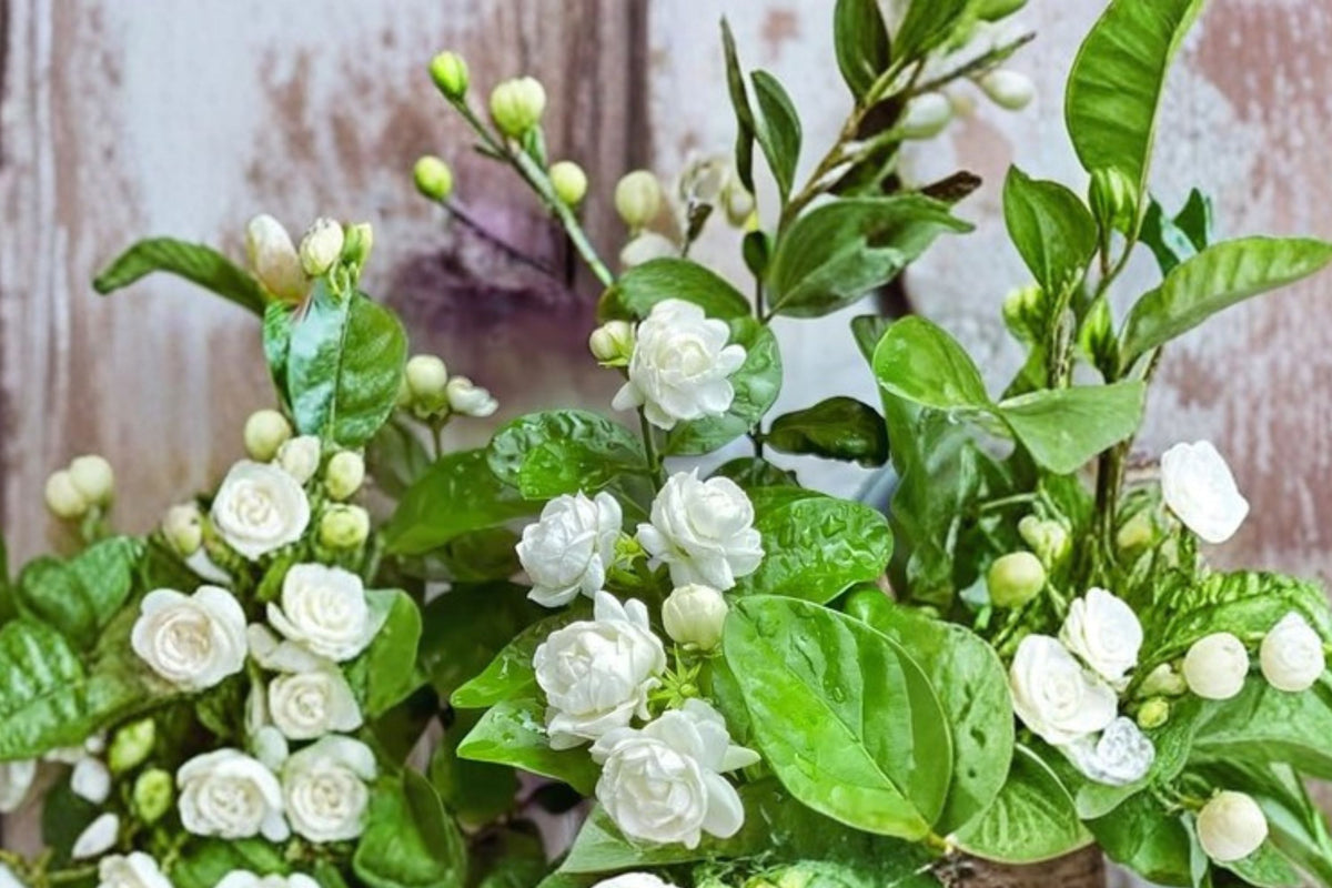 Snow Jasmine Live Plant, Fast Growing Climbing Vine, Fragrant Flowering Jasmine Starter, Grown in 4 Inch Pot, No Pot
