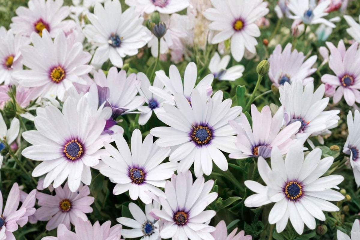 White African Daisy Live Plant, Osteospermum, 4 Inch Pot, White Flowering Garden Plant, Patio Container Flower