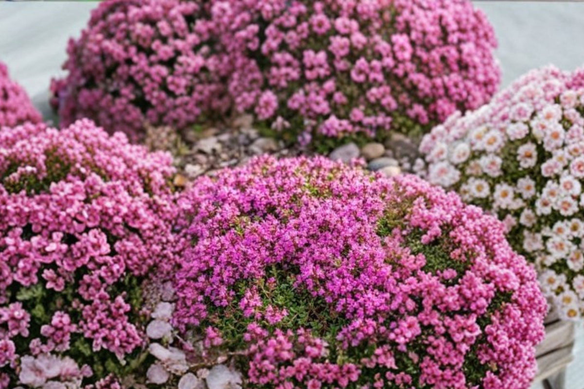 Red Creeping Thyme Live Plant, Thymus praecox ‘Coccineus’, 4 Inch Pot, Flowering Ground Cover, Rock Garden Perennial