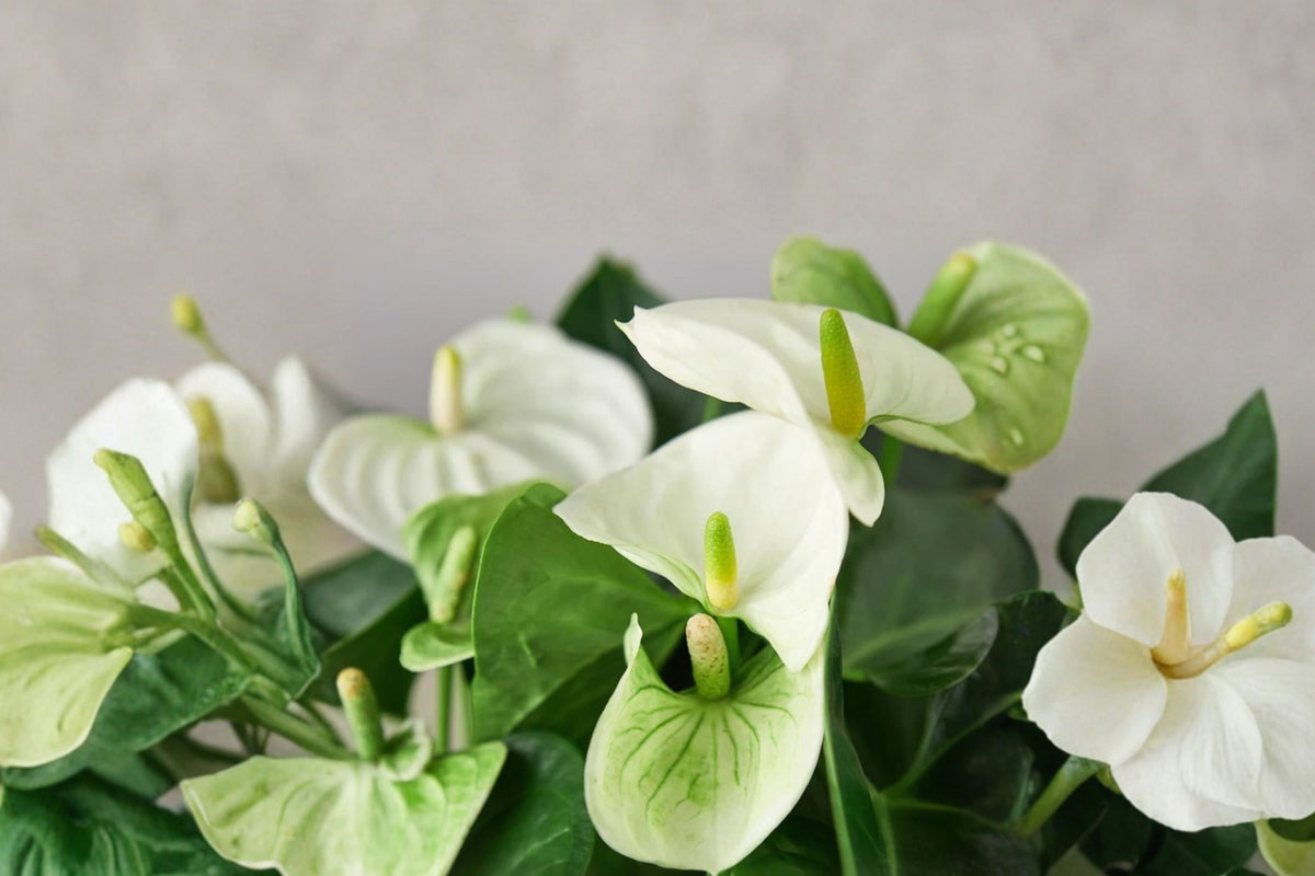 Anthurium Scherzerianum ‘Sparking White’ Live Plant, White Flamingo Flower, Exotic Tropical Houseplant