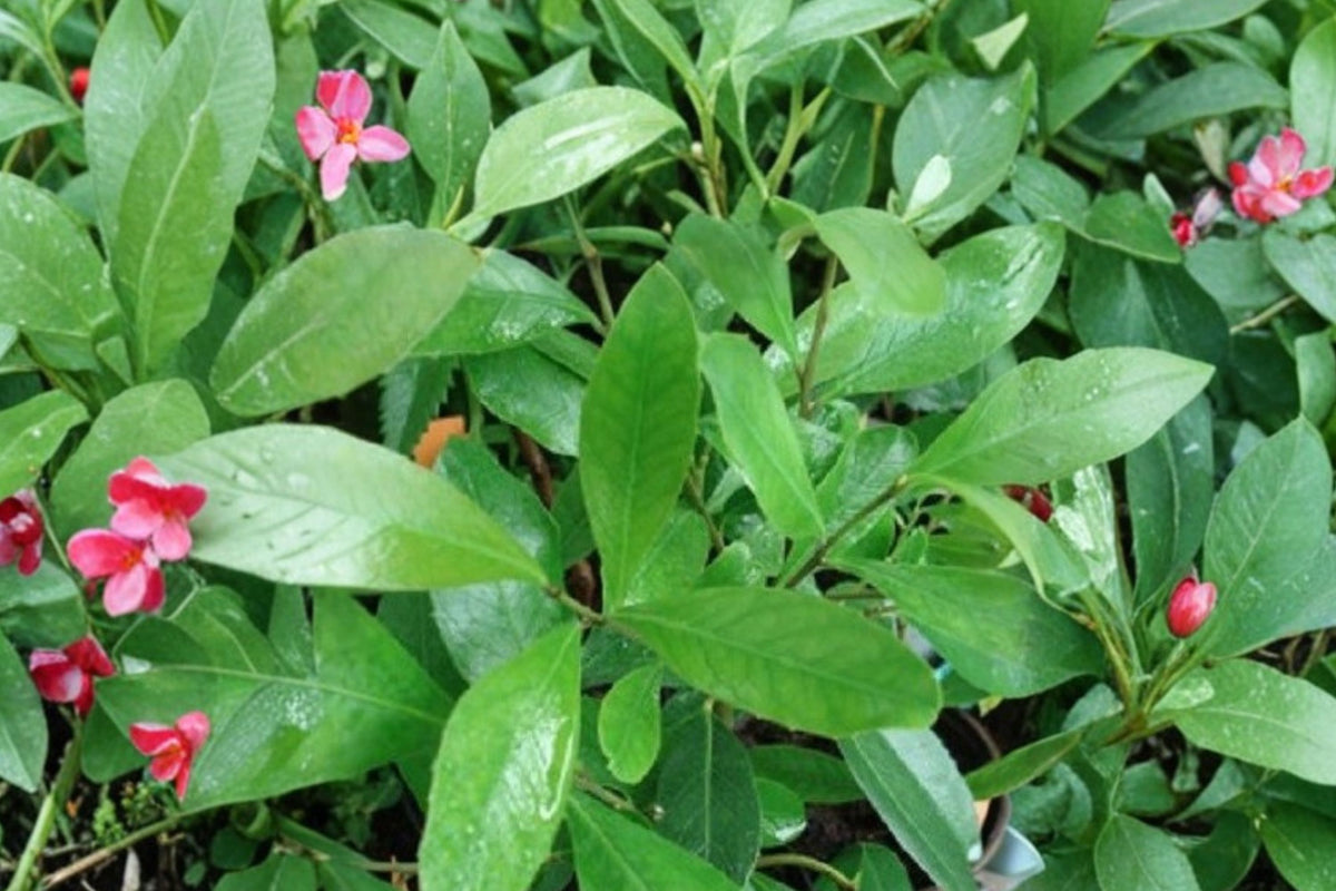 Yerba Mate Live Plant, Ilex paraguariensis, South American Evergreen Tree, Rare Tropical Herbal Plant