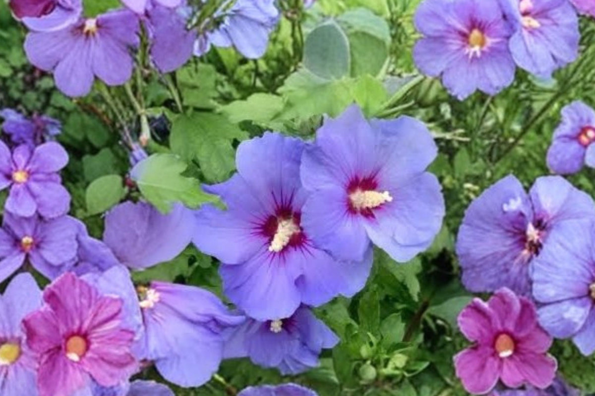 Purple Double Rose of Sharon Live Plant, Hardy Hibiscus syriacus, Double Flowering Shrub, Perennial Garden Plant