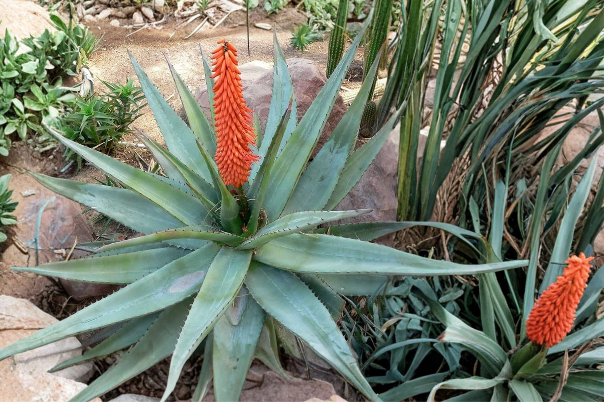 Aloe Ferox Cape Aloe Live Plant, Seed Grown 2023, Blue Green Succulent with Red Spines, Collector Aloe Plant