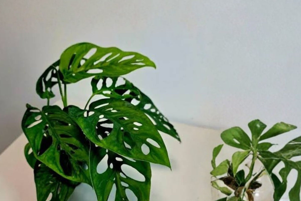 Monstera Adansonii Round Form Live Plant, Swiss Cheese Vine, 2 Inch Pot, Tropical Climbing Houseplant