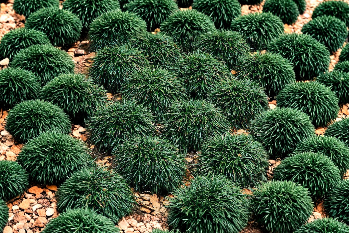 Dwarf Mondo Grass Live Plant, Ophiopogon japonicus ‘Nana’, 4 Inch Pot, Evergreen Ground Cover, Border Plant