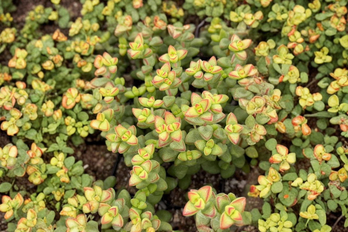 Crassula Brevifolia ‘Teapot’ Live Succulent Plant, Rooted in 3 Inch Pot, Compact Crassula Collector Houseplant