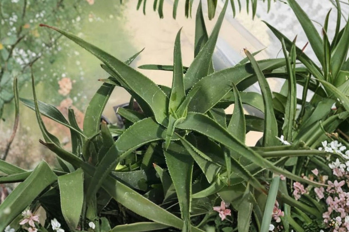 Climbing Aloe Live Plant, Aloiampelos ciliaris, 3.5–4 Inch Pot, Fast Growing Climbing Succulent Vine, Collector Plant