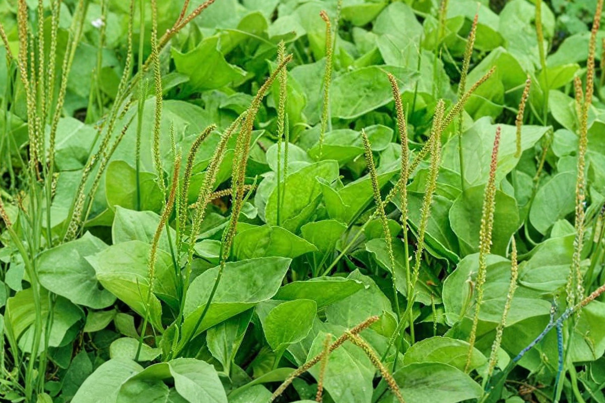 2 Broadleaf Plantain Live Plants, Plantago major, Llanten Herb, 4 Inch Pot, Perennial Garden Plants