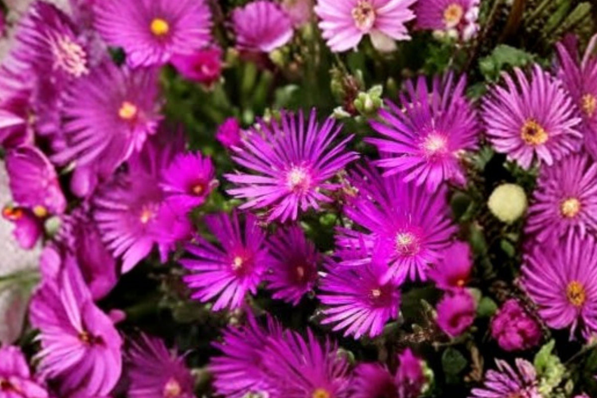 2 Delosperma Cooperi “Ice Plant” Live Plants – Well-Rooted Plugs | Hot Pink Flowering Succulent | Hardy Groundcover | Drought Tolerant Garden Plant