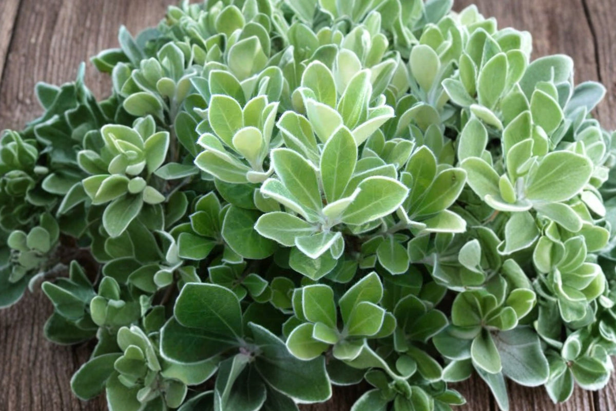 Pittosporum crassifolium ‘Nana’ – Dwarf Karo Live Plant | Compact Evergreen Shrub | Hedge & Landscape Plant | Patio Container Friendly | Coastal Garden Shrub