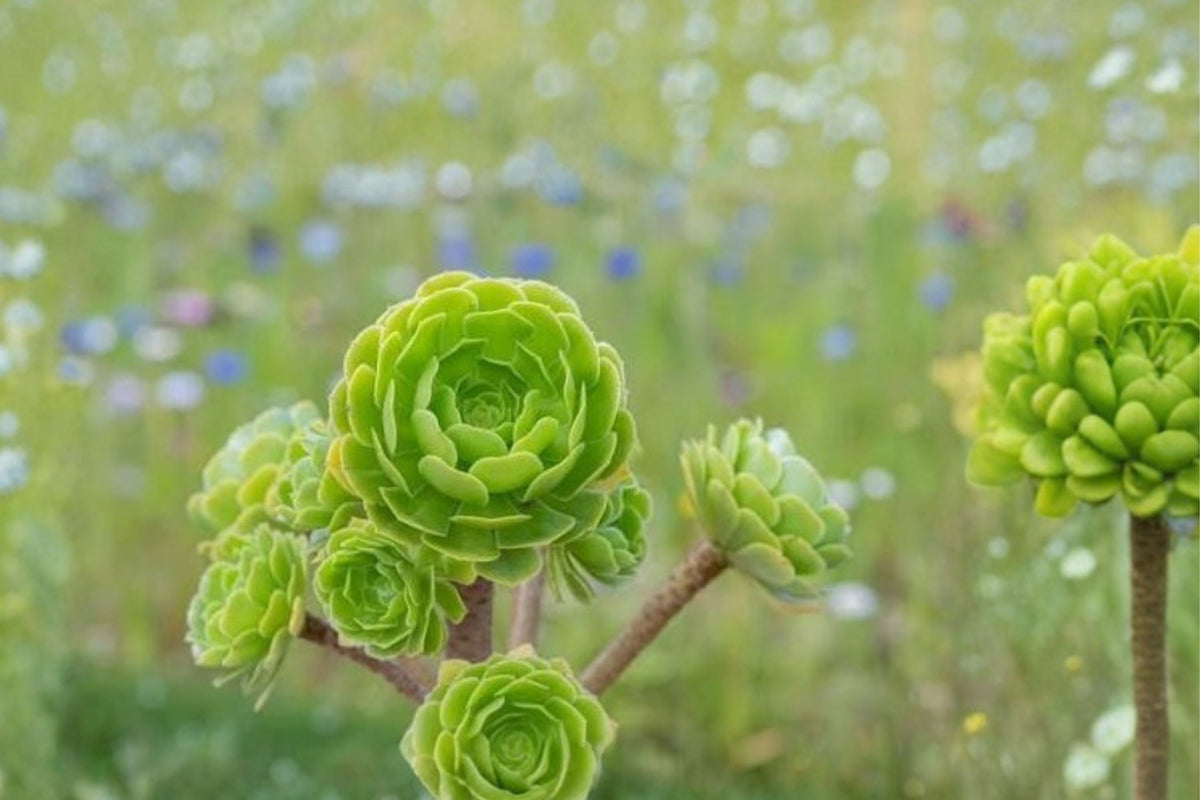Aeonium Arboreum House Leek Live Plant – Bare Root Plant Clump | 3 Inch Green Purple Succulent | Rosette Succulent Starter | Colorful Garden Plant