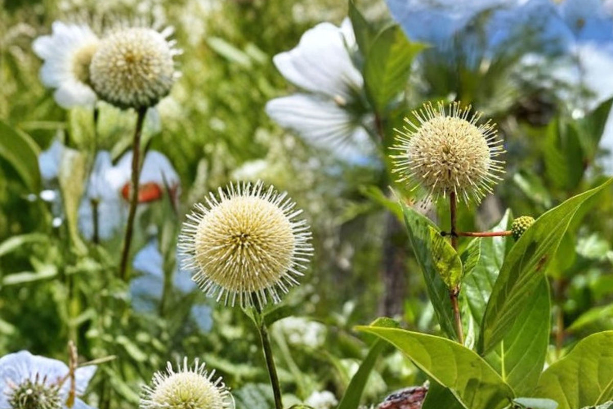 Buttonbush Live Plant – Cephalanthus occidentalis | 3–6 Inch Bare Root Starter Shrub | Native Flowering Plant | Butterfly & Pollinator Garden Shrub