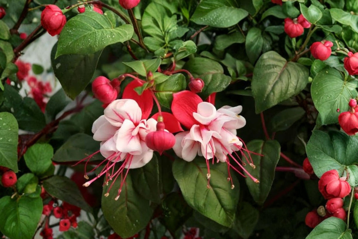 Red Spider Fuchsia Live Plant – 3–6 Inches Tall | 6 Inch Pot | Exotic Red Flowering Plant | Trailing Hanging Basket Plant | Patio & Shade Garden
