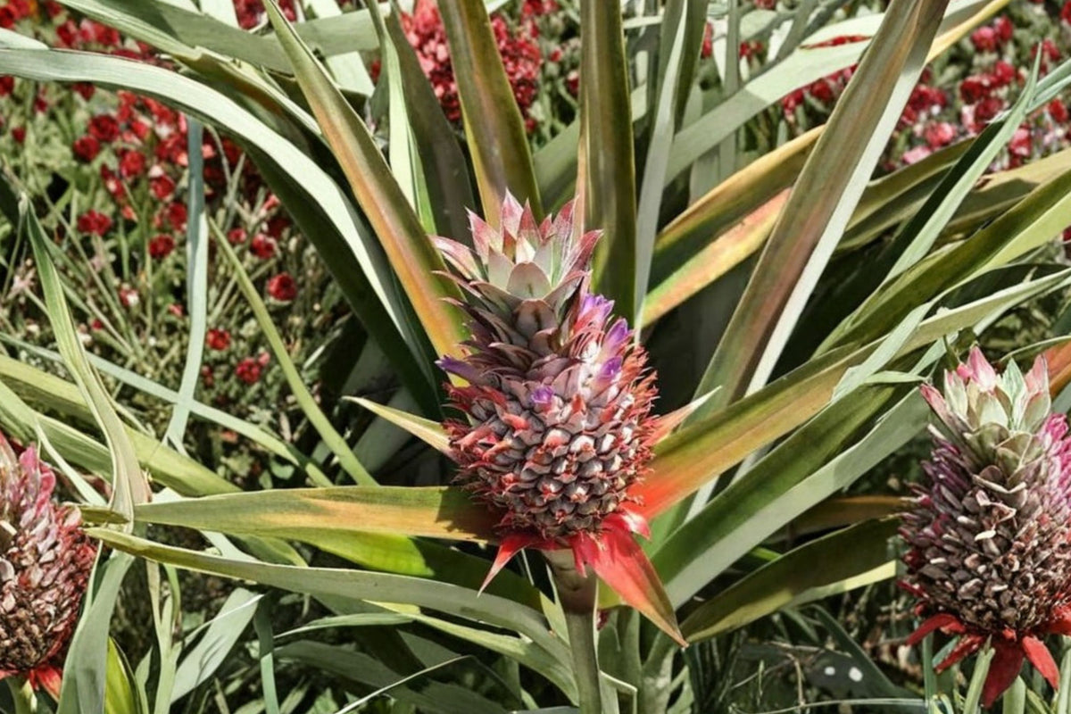 Sugarloaf Pineapple Live Plant – Kona Sugarloaf Ananas comosus | 3–8 Inches Tall | 3 Inch Deep Pot | Sweet Tropical Fruit Starter Plant | Patio & Container Friendly