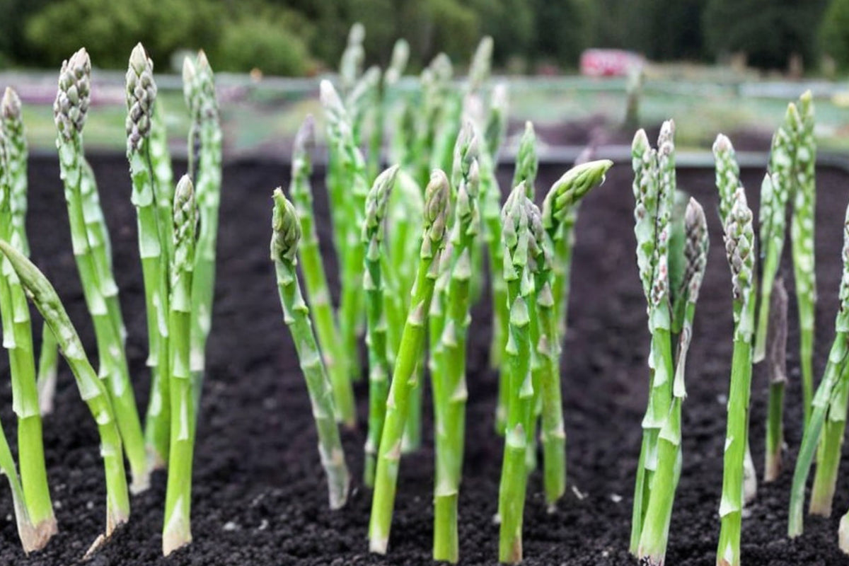 25 Mary Washington Asparagus Live Plant Plugs – Heirloom Asparagus Seedlings | Perennial Vegetable Starter Plants | Edible Garden Plants | PRE-ORDER