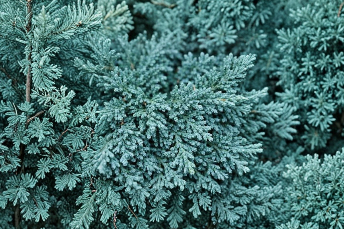 Juniper Blue Rug – 30 Live 2 Inch Plants | Juniperus horizontalis Groundcover | Silver Blue Evergreen Shrubs | Creeping Juniper Landscape Plants