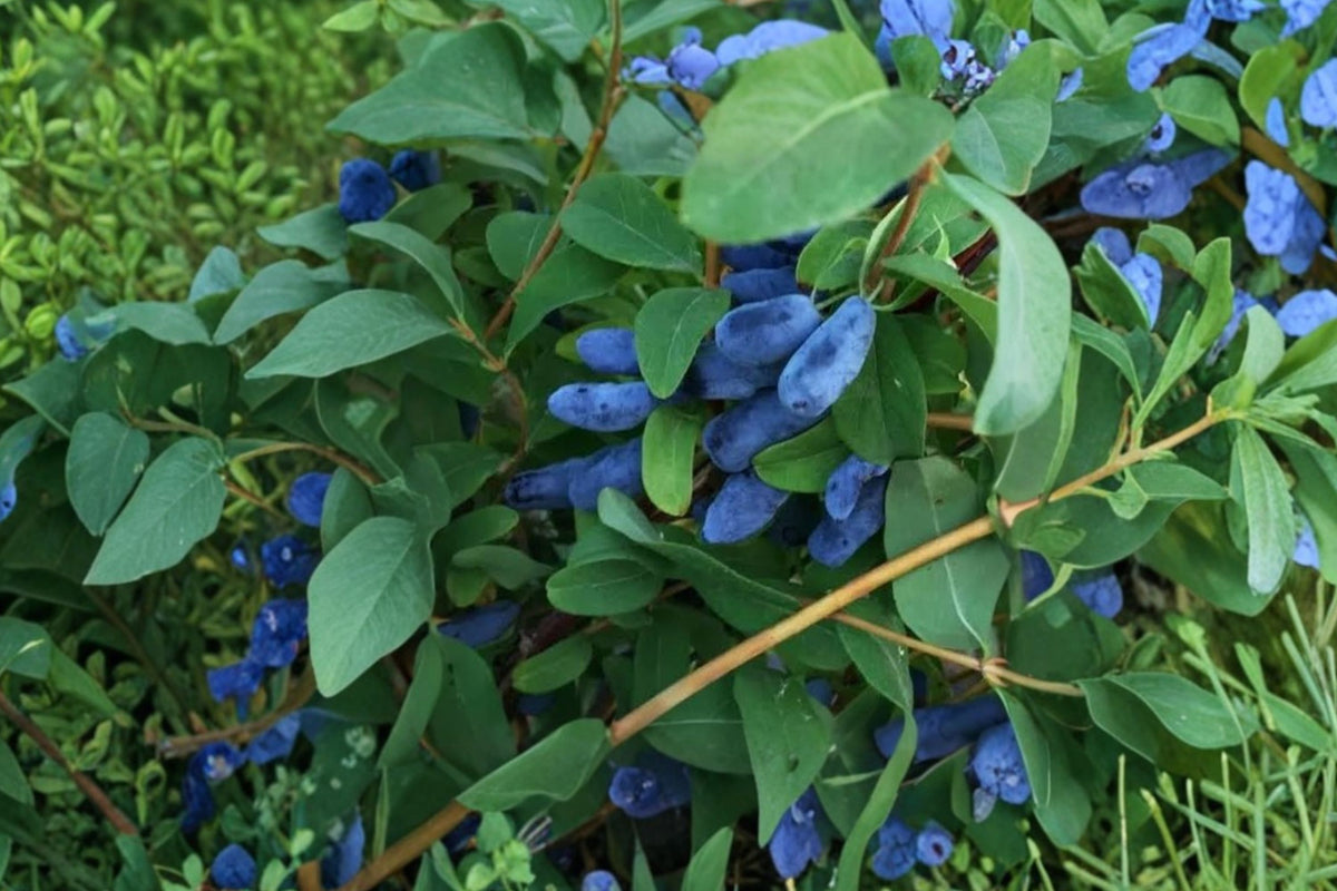 Aurora & Blizzard Honeyberry – 2 Live 3 Year Old Plants | Lonicera caerulea | 20–24 Inches Tall | Haskap Berry Shrubs | Cold Hardy Fruit Plants