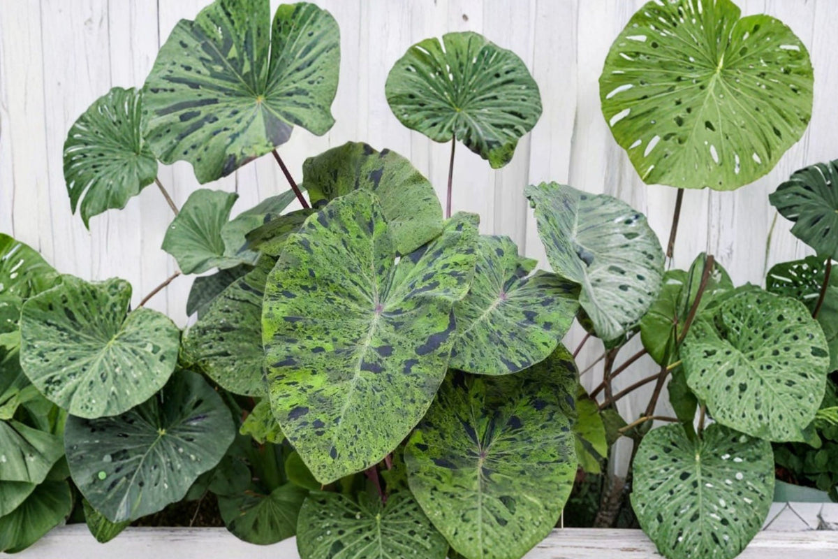 Mojito Colocasia Live Plant – 6–10 Inches Tall | 3 Inch Pot | Colocasia esculenta ‘Mojito’ | Variegated Elephant Ear Tropical Plant