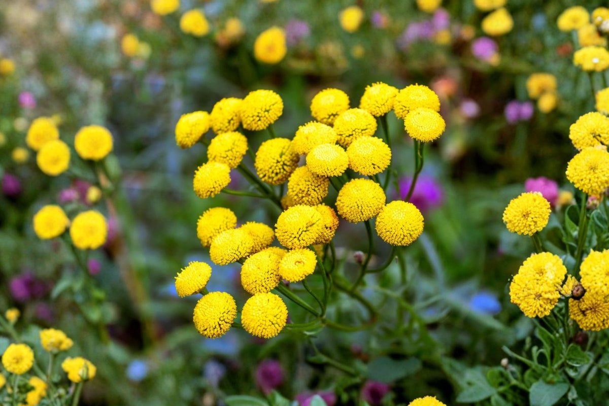 Tansy Live Plant – 3 Inch Starter Pot | Tanacetum vulgare | Golden Buttons Perennial | Yellow Flowering Herbaceous Garden Plant
