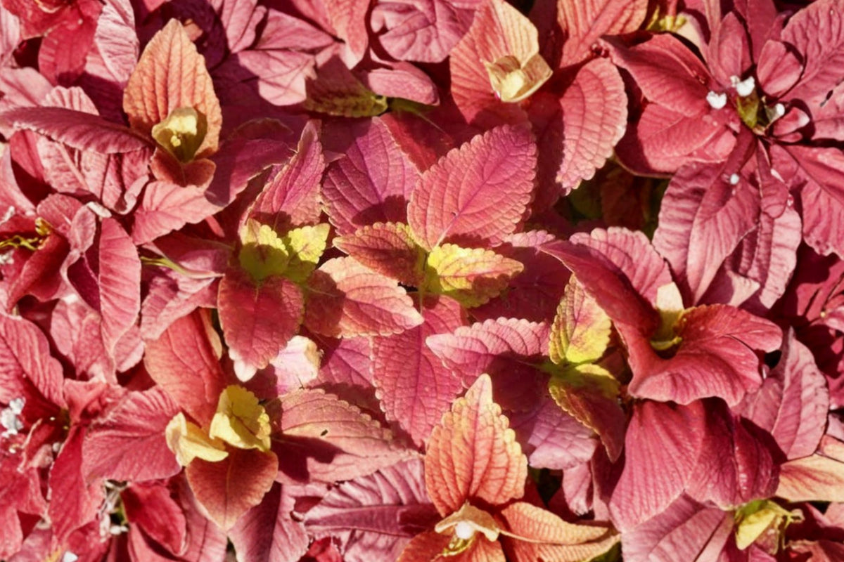 Alabama Sunset Coleus – 3 Live Plants | 5–9 Inches Tall | Rooted Starter Plants | No Pot | Colorful Pink Red Orange Foliage Ornamental