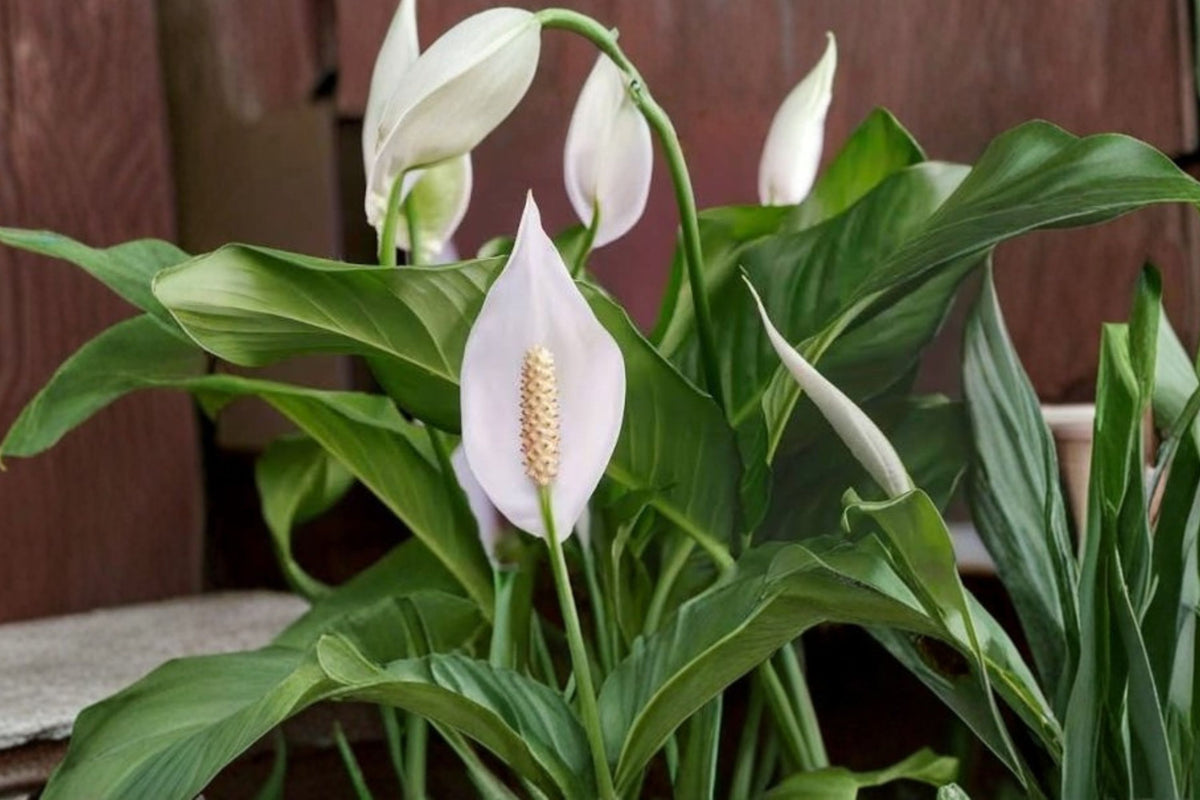 Peace Lily Spathiphyllum Live Plant – 10–15 Inches Tall | 1 Gallon Grown | Shipped Without Pot | Tropical Indoor Houseplant + FREE Plant Food