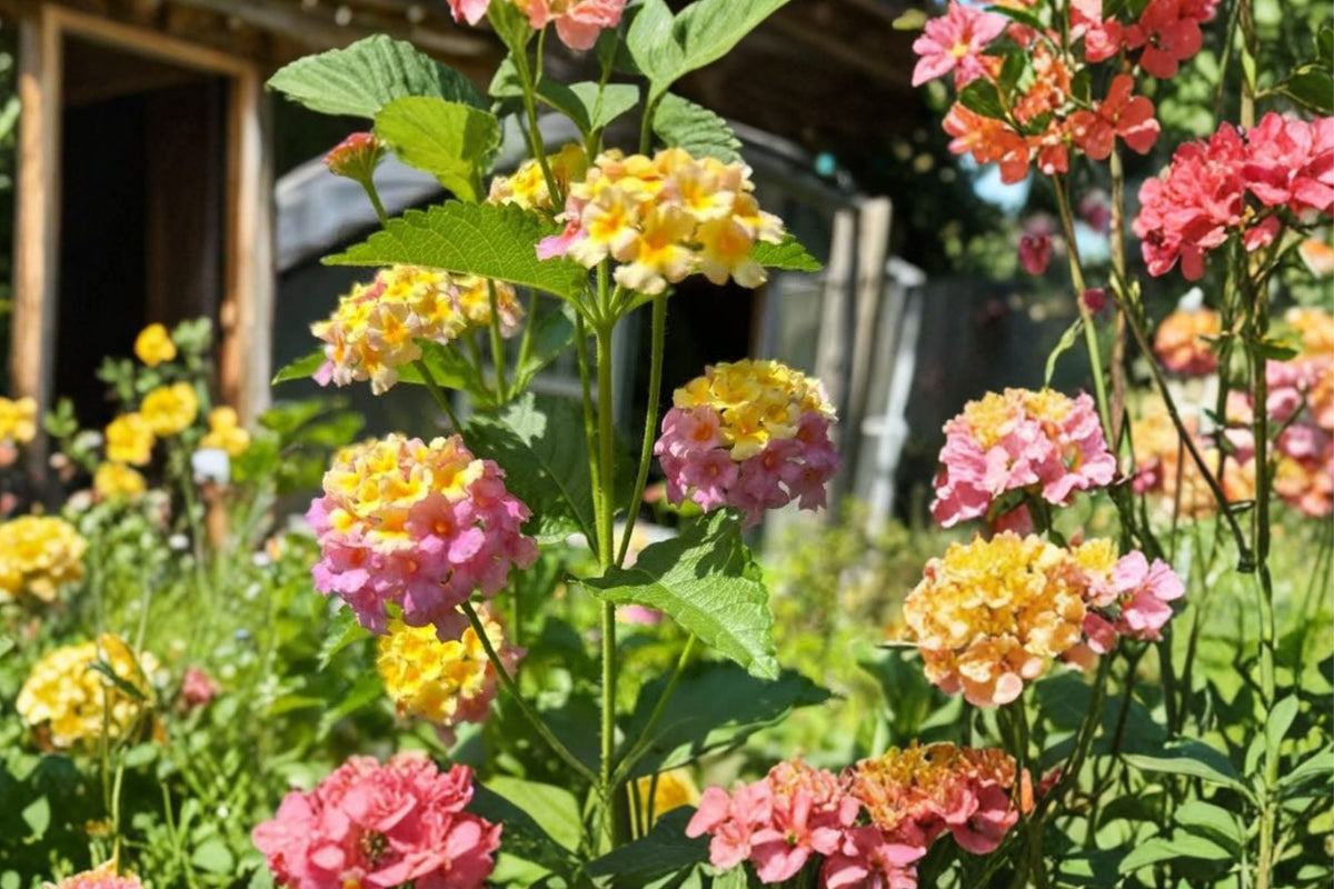 Irene Lantana – 2 Live Plants | Lantana camara | 4–6 Inches Tall | Bare Root Starter Plants | Colorful Flowering Butterfly & Pollinator Plant