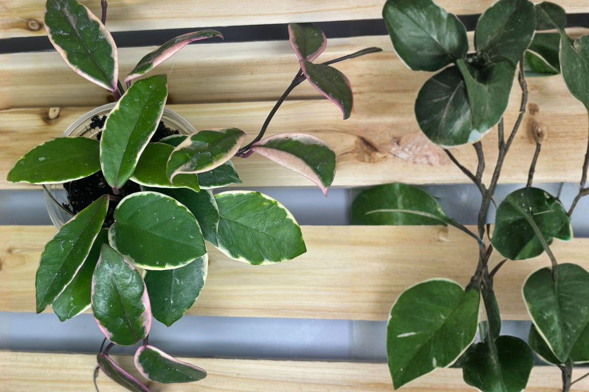 Hoya Flamingo Dream Live Plant – 4 Inch Pot | Rooted Hoya Houseplant | Colorful Variegated Tropical Plant | Collector Wax Plant