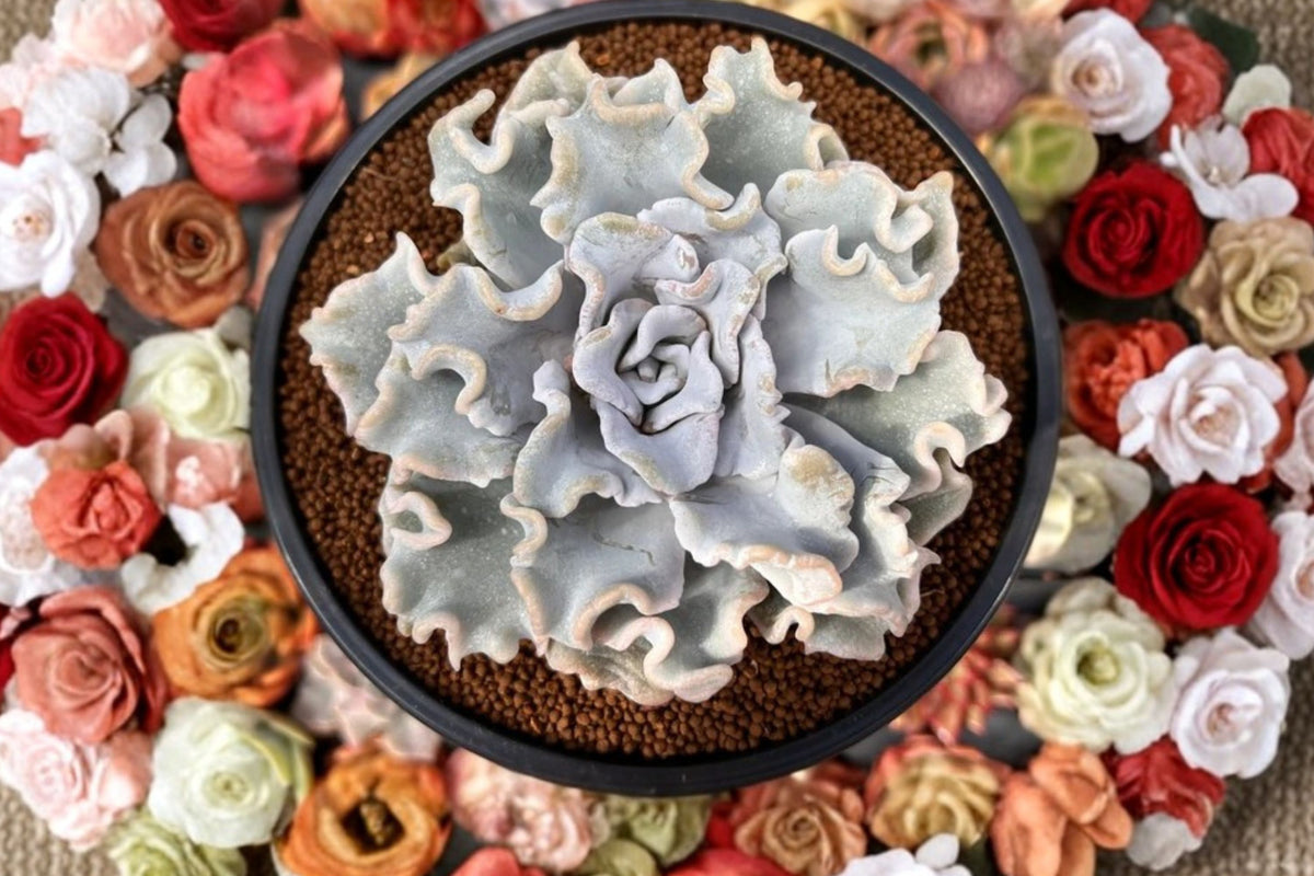 Echeveria ‘Crispate Beauty’ Live Succulent – 3–4 Inches | Bare Root Rare Succulent Plant | Rosette Houseplant | Collector Indoor Succulent