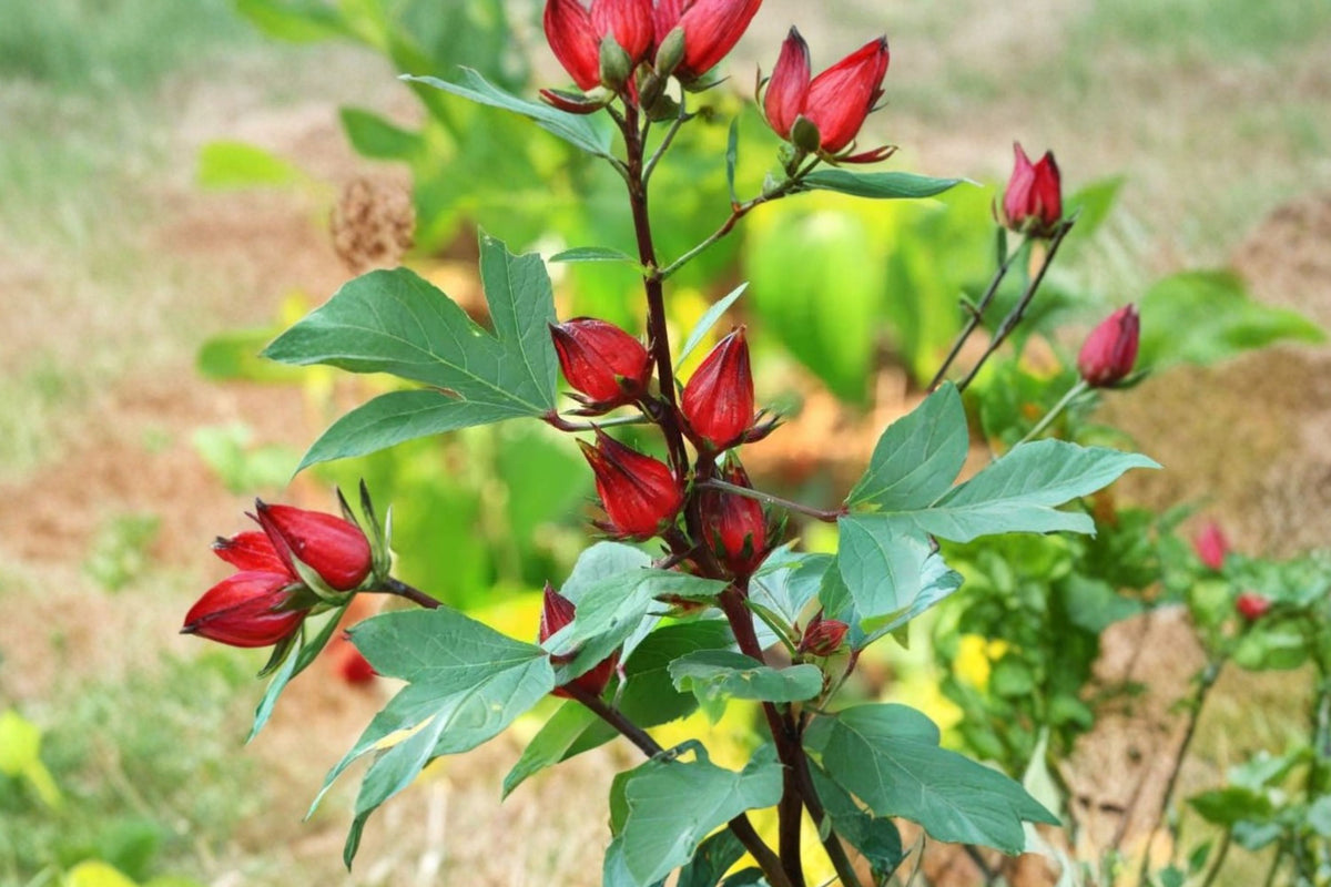 Roselle Jamaican Sorrel Live Plants – 2 Plants | Approximately 2 Feet Tall | Hibiscus sabdariffa | Edible Calyx & Leaf Plant | Currently Blooming