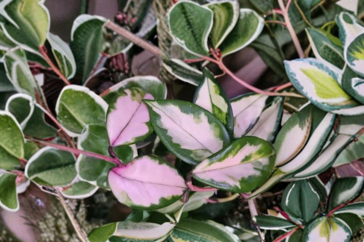Hoya Flamingo Dream Purple Pride Live Plant – New Variety | Variegated Wax Plant | Tropical Trailing Houseplant | Collector Hoya