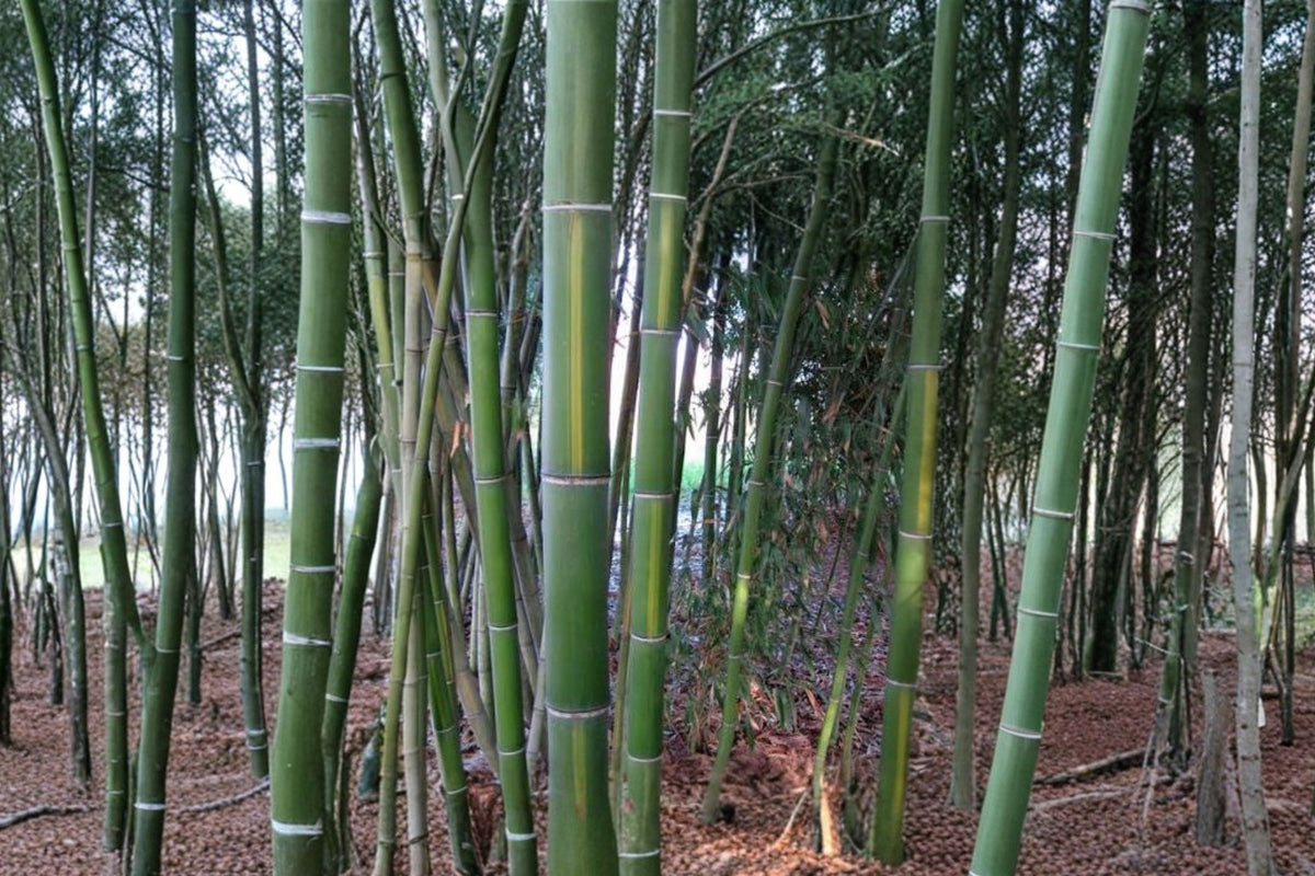 Chinese Timber Bamboo Rhizomes – 6 Live Phyllostachys vivax Divisions | Giant Running Bamboo | Privacy Screen & Landscape Starter Rhizomes