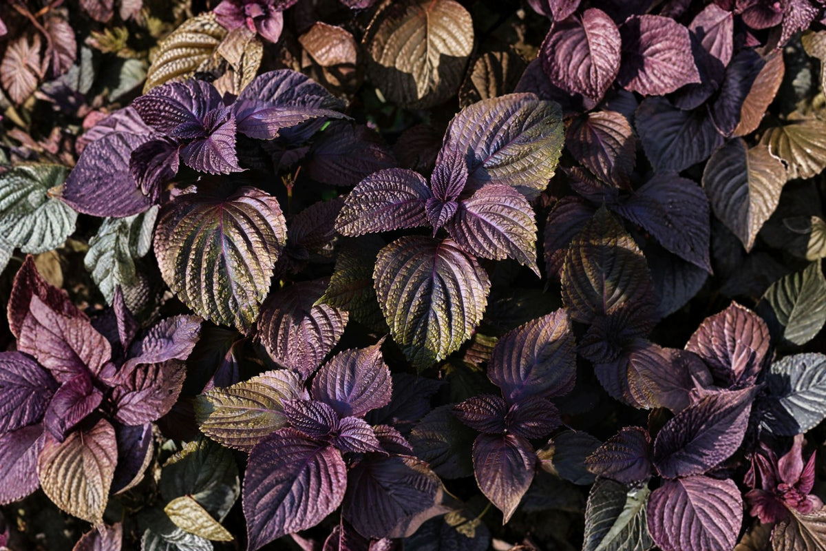 Shiso Perilla Live Plant – 1 Rooted Green & Purple Beefsteak Herb | Perilla frutescens | Edible Aromatic Asian Herb | Ready to Grow