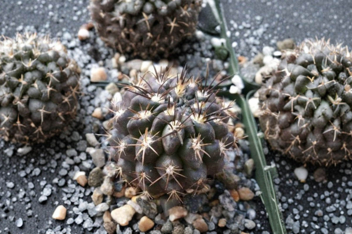 Rare Black Cactus Live Plant – 4 Inch Pot | Neochilenia huascensis | Dark-Spined Desert Succulent | Collector Cactus & Rock Garden Plant