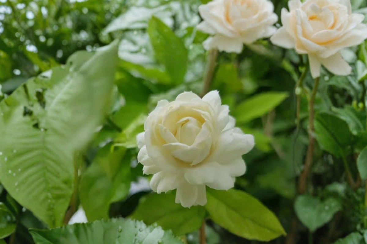 Grand Duke of Tuscany Arabian Jasmine – 2 Live Plants | 2–3 Inches Tall | Jasminum sambac | Fragrant Double White Flowers | Indoor Outdoor Starter Plants