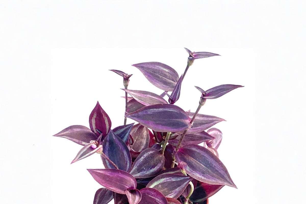 Tradescantia Red Gem Live Plant – 3.5 Inch Pot | Burgundy Ruby Red Foliage | Trailing Houseplant | Hanging Basket Plant