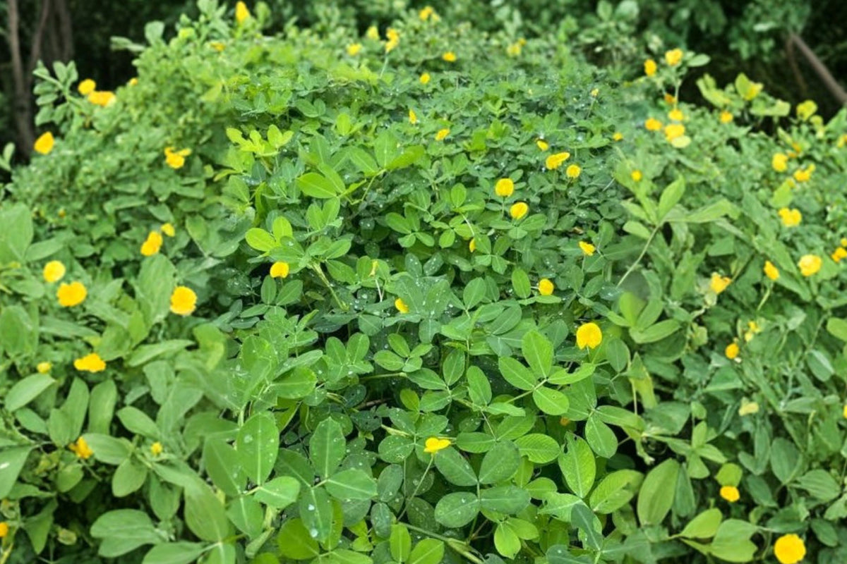 Peanut Live Plants – 3 Plants in 4 Inch Pots | Arachis hypogaea | Edible Legume Garden Plants | Unique Container & Patio Plants