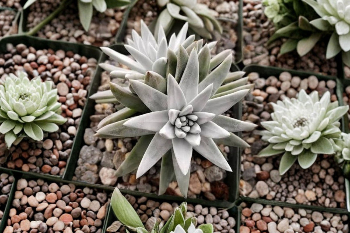 Dudleya gnoma Rare Succulent Live Plant – 3 Inch Rosette | Bare Root Gnome Plant | Powdery Blue-Green Collector Succulent