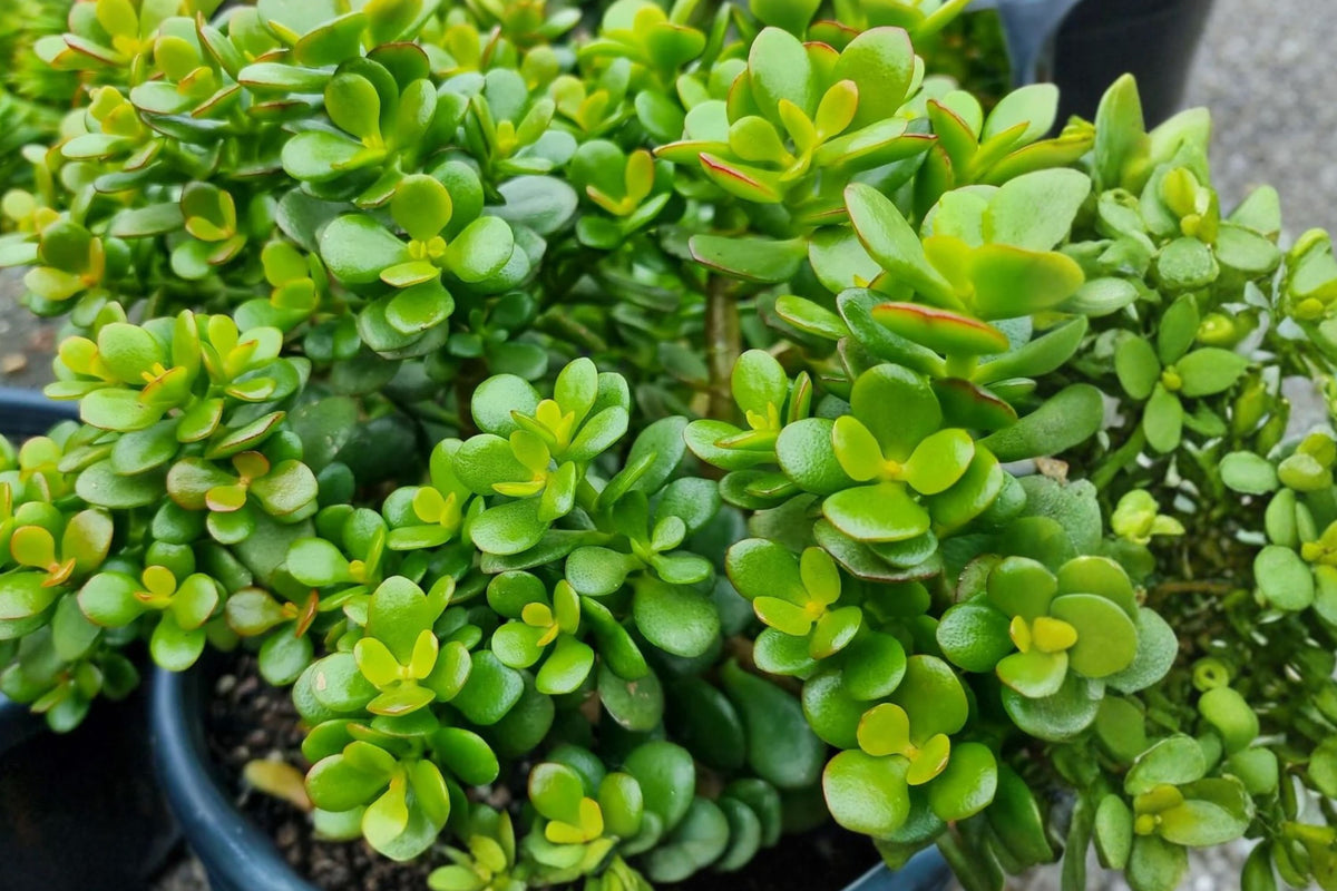 Crosby’s Compact Jade Plant – 17–24 Inch Live Cutting | Crassula ovata Succulent | Large Bare Root Jade | Bonus Succulent Cutting