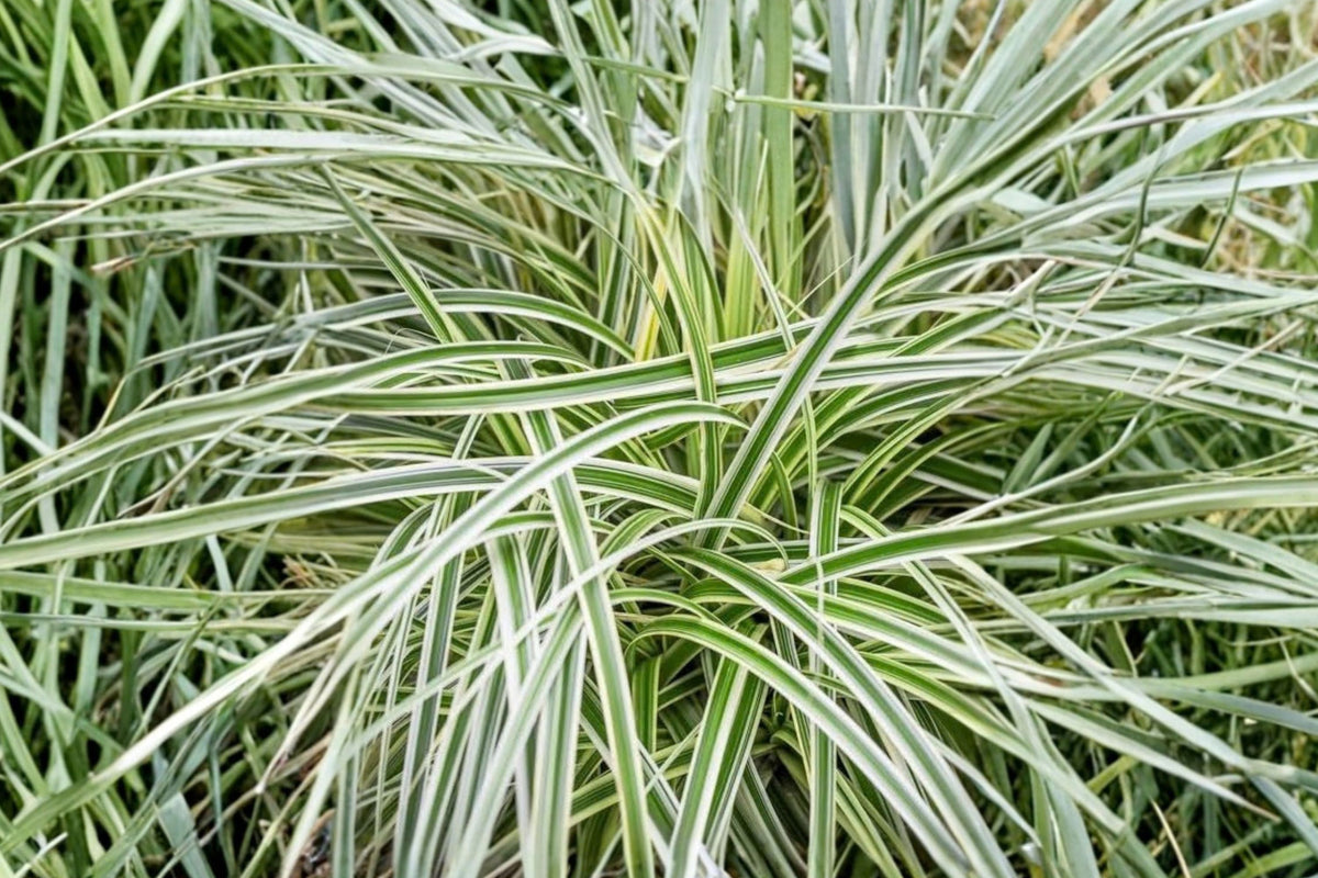 Carex ‘Feather Falls’ Variegated Japanese Sedge – Live Plant in 4 Inch Pot | Evergreen Ornamental Grass-Like Perennial | White & Green Foliage