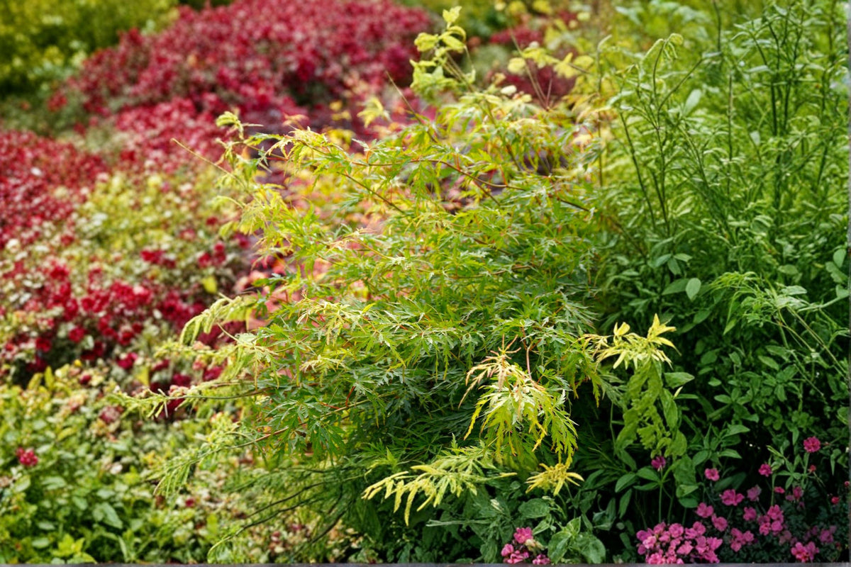Seiryu Japanese Maple Tree Live Plant – 4 Inch Pot | Acer palmatum ‘Seiryu’ | Upright Laceleaf Maple | Ornamental Landscape Tree