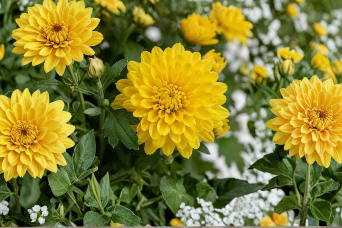 Yellow Chrysanthemum Mums – 2 Live Plants | 5–7 Inches Tall | Yellow Flowering Garden Mums | Fall Container & Border Starter Plants