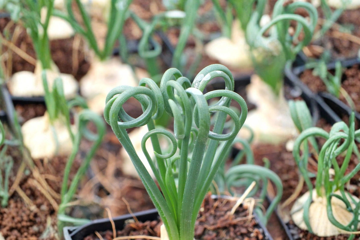 Albuca Spiralis ‘Frizzle Sizzle’ Live Plant – 12 Inches | Corkscrew Succulent | Curly Spiral Foliage | Mature Collector Plant