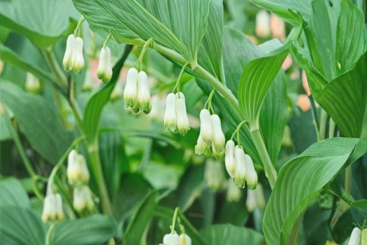 Solomon’s Seal – 2 Live Bare Root Plants | Polygonatum Perennial | White Spring Flowers | Woodland Shade Garden Starter Plants