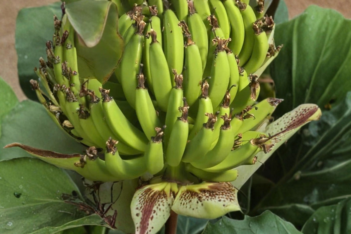Dwarf Cavendish Banana Tree Live Plant – 4–8 Inches Tall | Musa acuminata | Tropical Fruit Starter | Indoor Outdoor Container Banana Plant