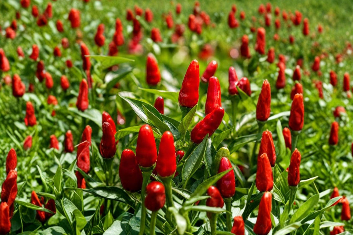 Pequin Authentic Mexican Chili Pepper – 3 Live Plants | 75+ Days Old | Capsicum annuum | Hot Red Peppers | Established Edible Garden Plants