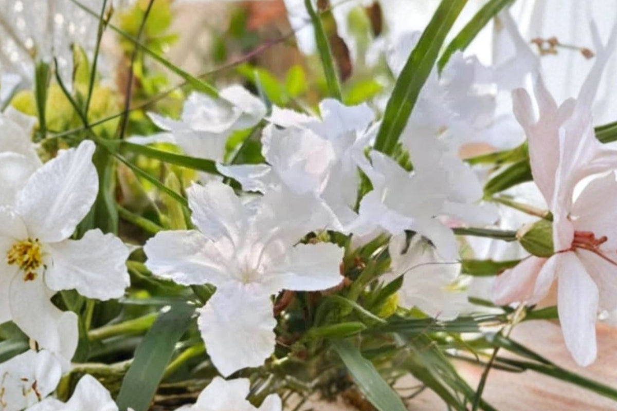 White Mexican Petunia – 6 Live Plants | 5–7 Inches Tall | Ruellia simplex | White Flowering Perennial | Sun & Partial Shade Garden Plant