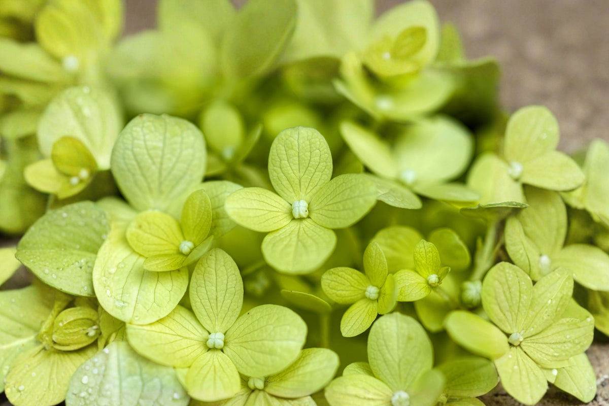 Lime Green Hydrangea – 2 Live Plants | 4 Inch Pots | Green Flowering Hydrangea Shrubs | Well-Rooted Garden Starters
