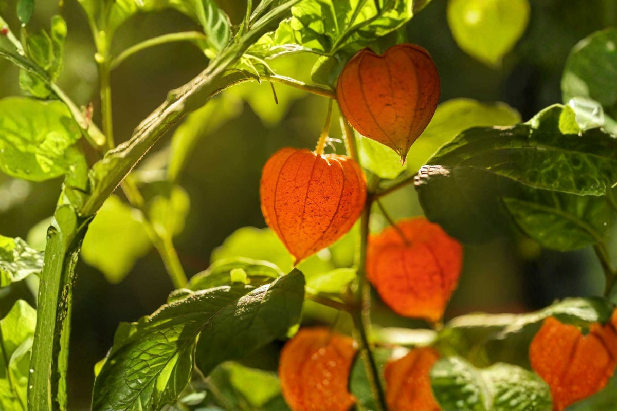 Chinese Lantern Live Plant – Physalis alkekengi | Orange Lantern Perennial | Ornamental Garden Plant | Fall Color & Dried Flower Arrangements