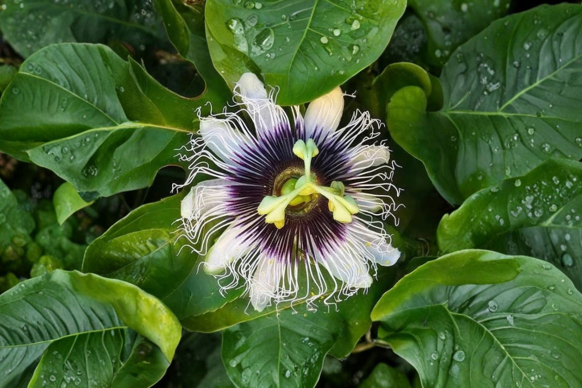 Yellow Passion Fruit Vine – Live Plant 5–8 Inches Tall | Passiflora edulis | Tropical Fruiting Vine | Bare Root Garden Starter